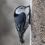 White-breasted Nuthatch