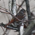 Fox Sparrow