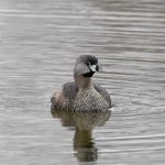 Pied-billed Grebe