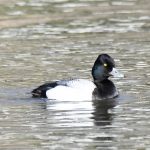 Lesser Scaup