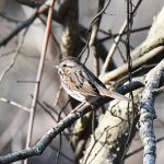 Fox Sparrow